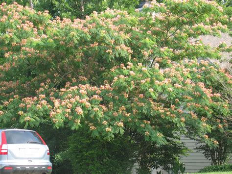 Find here details of companies selling cherry trees, for your purchase requirements. What is this fringe leaf flowering tree? Zone 7B (flowers ...