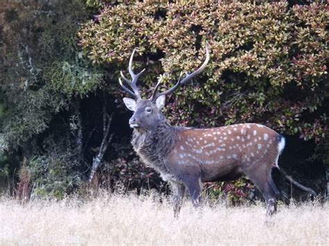 Sika Deer A Guide To Irelands Protected Habitats And Species