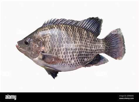 Big Plentiful Fat Tilapia Fish Isolated On White Background Stock Photo