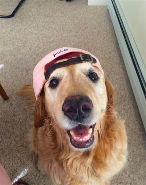 19 Dogs Wearing Hats For Anyone Whos Having A Ruff Day Dogs Dog