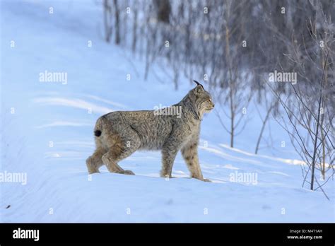 Minnesota Usa 8th Feb 2018 An Adult Lynx Hunts For Snowshoe Hares
