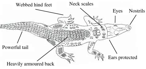 Crocodile Labelled Diagram