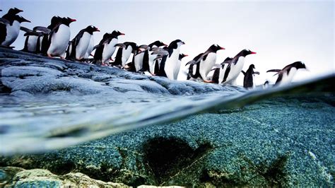 Penguins Animals Birds Ocean Sea Underwater Swim