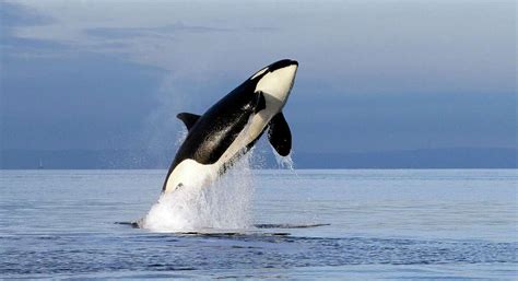 Scientist Puget Sound Orcas Are Starving To Death