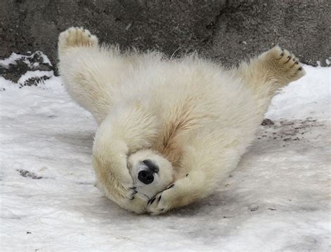 16 Adorable Pics Of Baby Polar Bear No 5 Is My Fav Reckon Talk