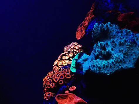 Deep Water Corals Glow For Their Lives Smart News
