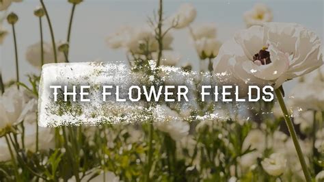Check spelling or type a new query. THE FLOWER FIELDS | Carlsbad, Ca - YouTube