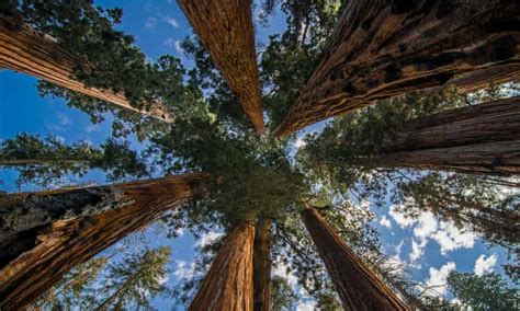 Once Theyre Gone Theyre Gone The Fight To Save The Giant Sequoia