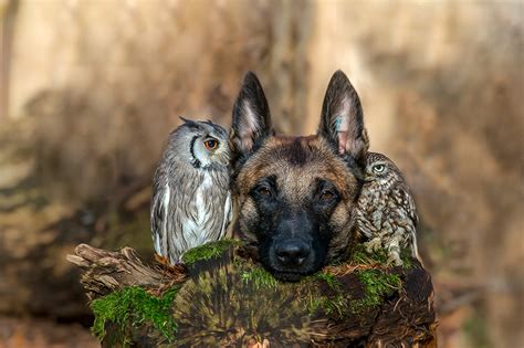 A Friendship Between An Owl And A Dog Eizo