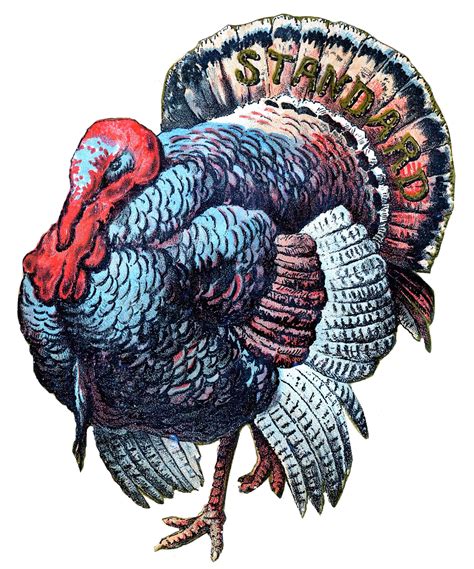 turkey | Thanksgiving turkey images, Thanksgiving clip art, Thanksgiving images