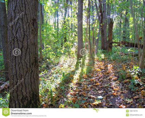 Autumn Forest In The Morning Stock Image Image Of Good Floral