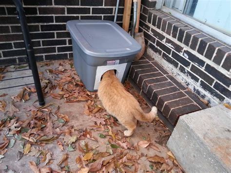 Outdoor Feral Cat House Diy