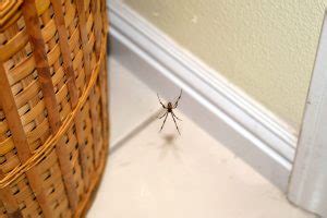 As mentioned above, there are many pest control methods available to choose from, but they can be loosely grouped into six categories: Spider Control Near Seattle, WA | How to Get Rid of ...