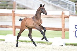 oldenburg horse breeders society  news news
