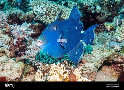 Blue Triggerfish Pseudobalistes Fuscus Egypt Red Sea Indo Pacific