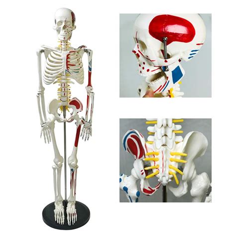Buy Human Body Anatomical Model Anatomical Skeleton Human Skeleton To