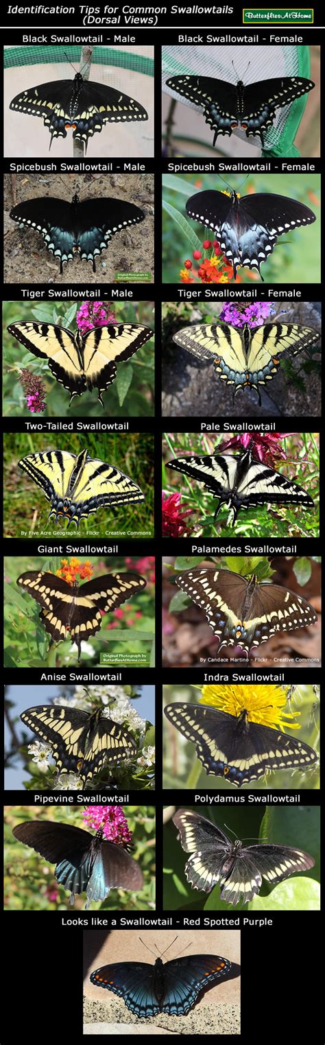 8 Best Ideas For Coloring Swallowtail Butterfly Meaning