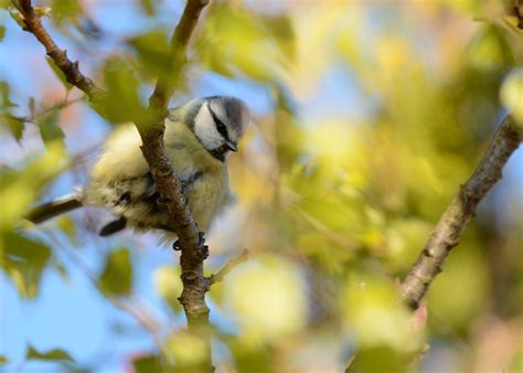 Did You Know A Blue Tit Chick Needs Around Caterpillars Every Day