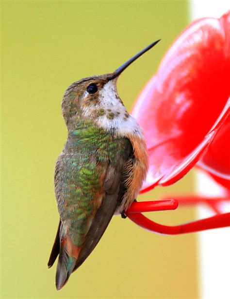Very Rare Visitor ~rufous Hummingbird Flickr Photo Sharing