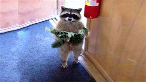 Are Raccoons Friendly To Cats Quick Answer