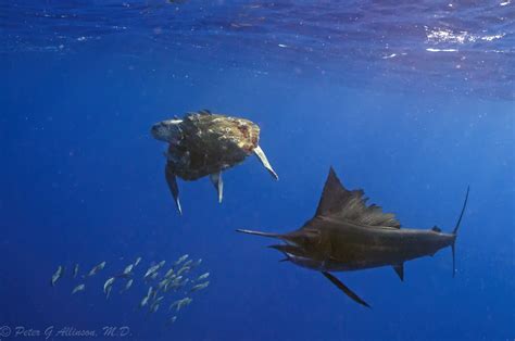 Underwater Photographer Peter G Allinsons Gallery Billfish Sailfish