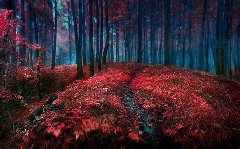 Forest Red Grass Leaves Trees Landscape Path Wallpapers Hd