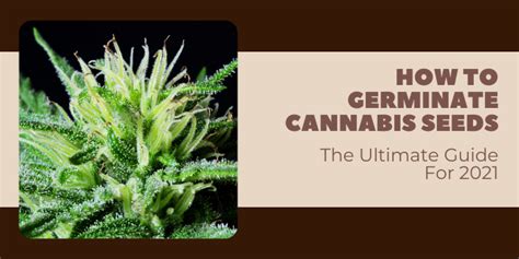 How To Germinate Cannabis Seeds The Ultimate Guide For 2021