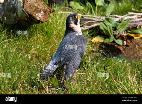 Peregrine Falcon Falco Peregrinus Standing Hi Res Stock Photography And
