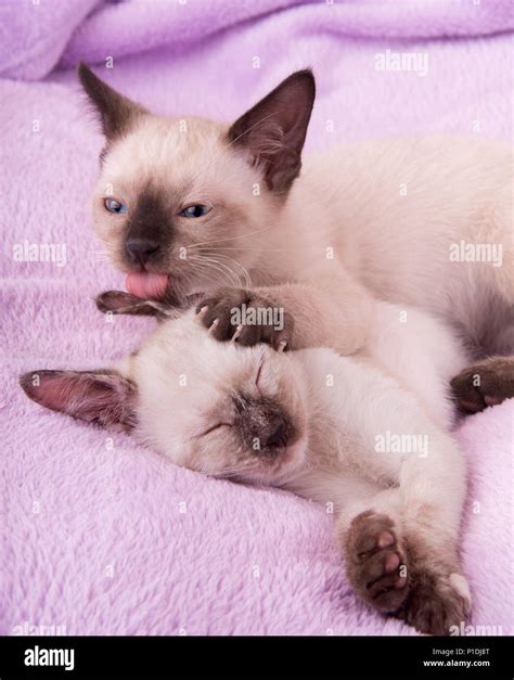 Siamese Kitten Licking His Sisters Ear While She Sleeps On A Purple