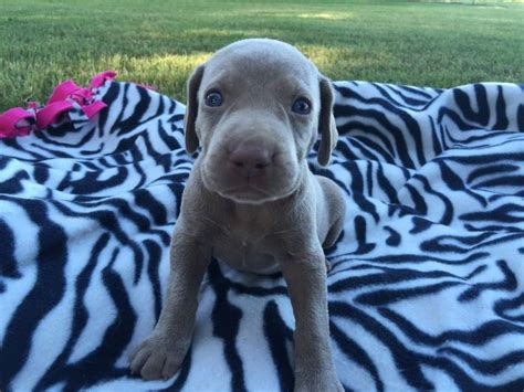 They require lots of exercise and time with their companions. Main Image Viewer | Weimaraner puppies, Blue weimaraner ...