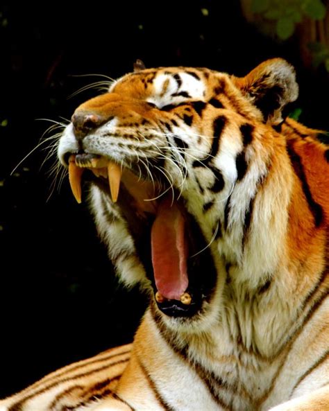 Image Of Tiger Teeth Peepsburghcom