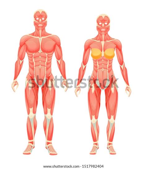 Human Body Anatomy Man And Woman Female And Male Human Muscular People