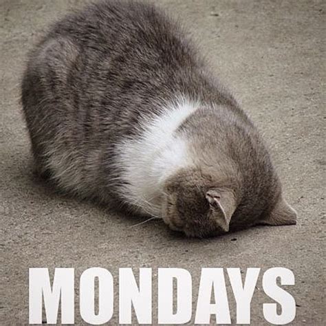 Find very good jokes, memes and quotes on our site. 1 Year Of Single — Mondays. #MondayMeme #Monday #Mondays # ...