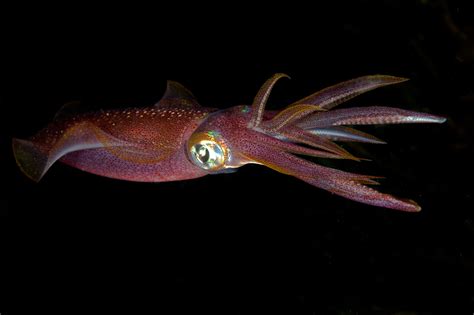 Why the Humble Squid Is the Supergenius of the Sea
