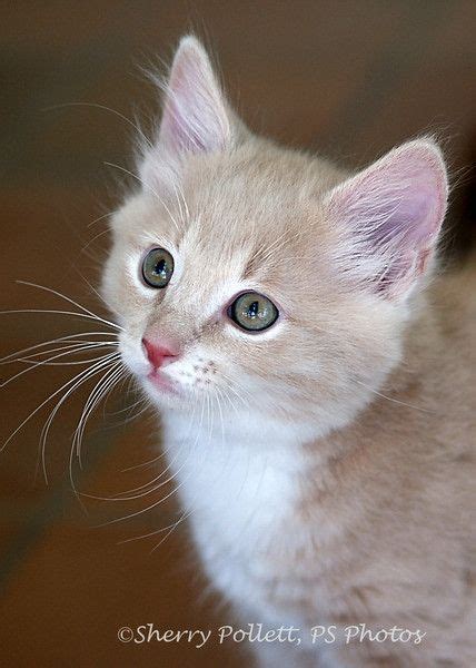 Emergency Kittens Cutest Animals On Earth Cute Animals Unusual