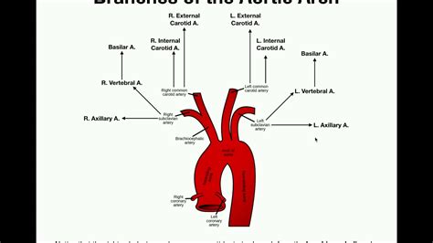 Anatomy Branches Of The Aortic Arch Youtube