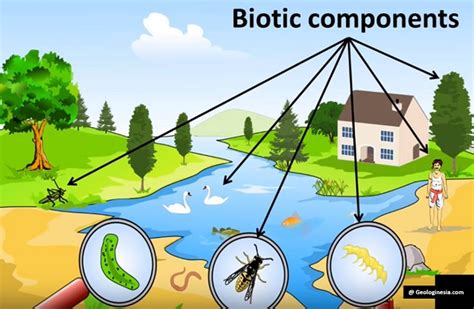 Ekosistem terdiri atas dua komponen yaitu komponen biotik dan komponen abiotik. Macam-Macam Komponen Biotik dan Contohnya - Geologinesia