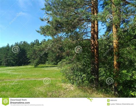 Landscape With Meadow Pine Trees And Blye Sky Stock Photo Image Of