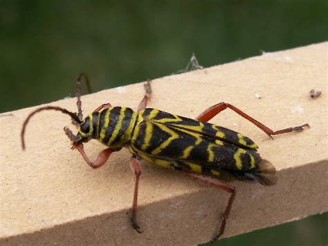 Black And Yellow Striped Bugs On Globe Locust Trees Megacyllene