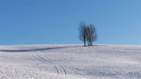 Download Wallpaper 1280x720 Trees Snow Horizon Minimalism Winter