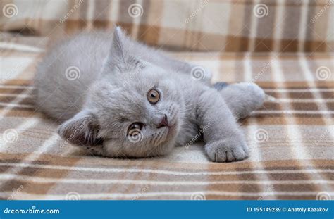 Purebred British Shorthair Cat Cat Smoky Colour Stock Image Image Of