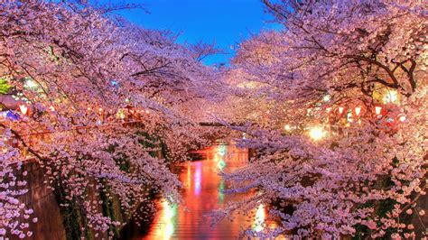 1920x1080 Resolution O Hanami Blossom Sakura 1080p Laptop Full Hd