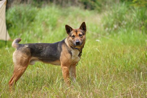 猟犬若犬の訓練方法 猟犬日誌
