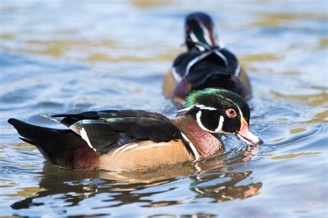 Wood Duck Mates Determine Migration Routes Outdoor Alabama