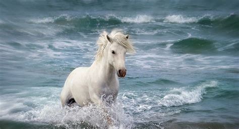 33 White Horse Running On Beach Wallpapers
