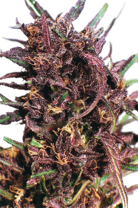 Purple 1 Feminised Seeds Dutch Passion Cannabis Seeds
