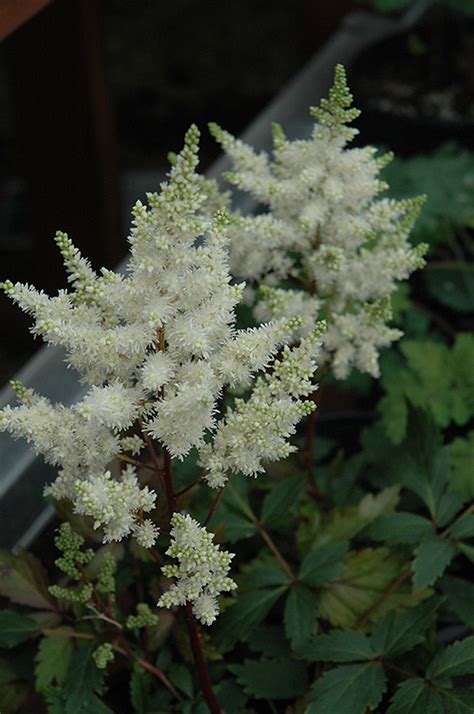 Younique White™ Astilbe (Astilbe 'Verswhite') in Burlington Waterdown