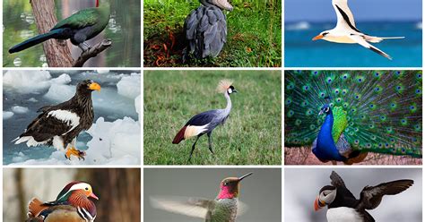 Collection Of Different Birds Colors Beauty Cuteness Animal Info