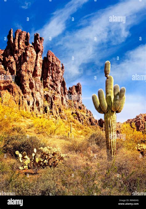 Of Desert With Cactus Hi Res Stock Photography And Images Alamy