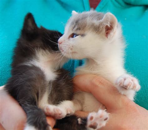 Rescued Kittens Needing Foster Homes Please